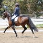 Photo of Lena Nordlof-Davis Dressage