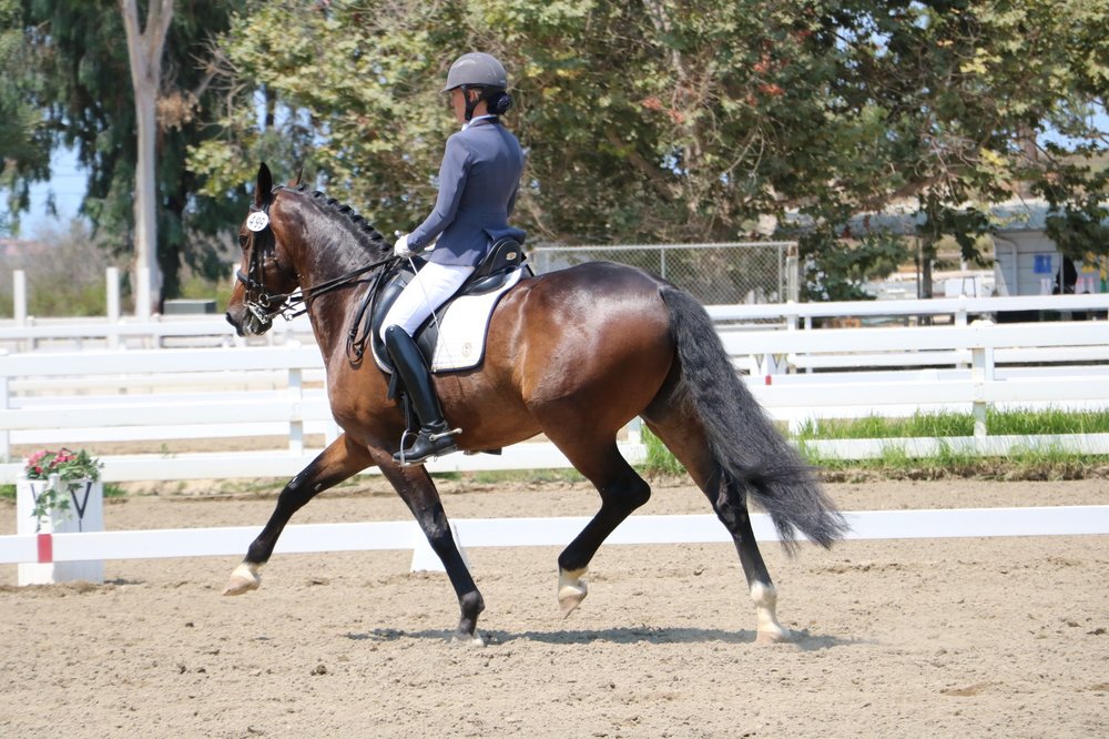 Lena Nordlof-Davis Dressage - equestrian in Rancho Santa Fe, CA