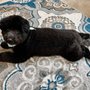 Photo of Safe & Hound Doggy Daycare