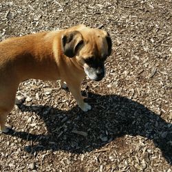 Bloomington Dog Park