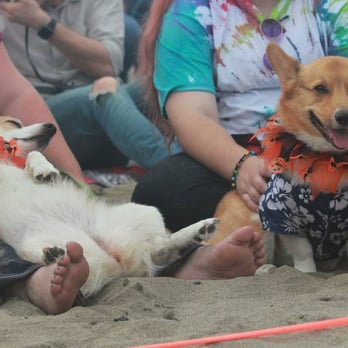 Corgi Con - Tired after a full day of Corgi - Festivals Near Me - San Francisco, California Corgi Con - Tired after a full day of Corgi - Festivals Near Me - San Francisco, California