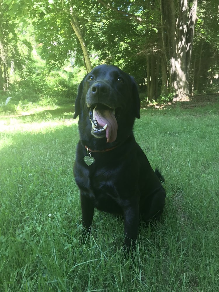 DEBBIE’S DOG GROOMING Updated June 2024 14 Photos 15 King St, Old