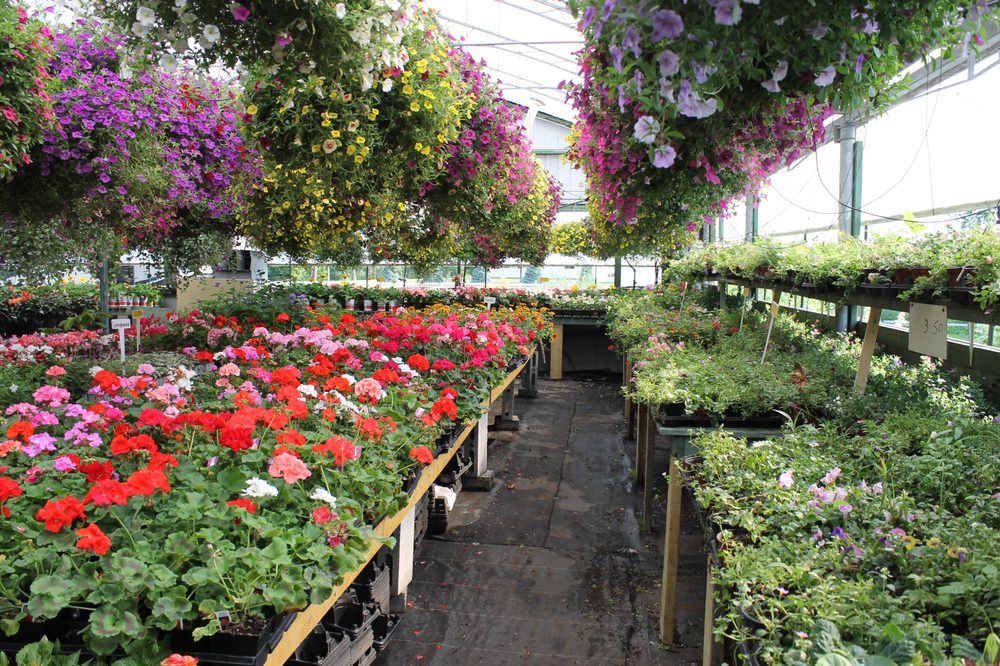 Les Serres Beaux Jardins Pepinieres Et Jardinage 14250 Route Sir Wilfrid Laurier Mirabel Qc Numero De Telephone Yelp