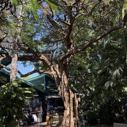 Kihei Kalama Village - Tree in between the shopping buildings