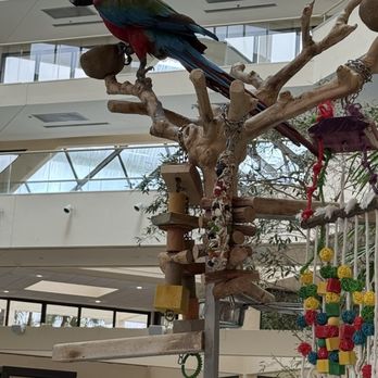 Hyatt Regency Grand Cypress Resort - Parrot - Hotels Near Me - Orlando, Florida Hyatt Regency Grand Cypress Resort - Parrot - Hotels Near Me - Orlando, Florida