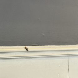 Right next to me there is a cockroach