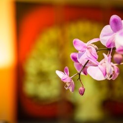 Siam Sensation Thai Massage - Foot reflexology area .