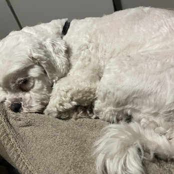 Jubilee's Pet Parlor - Pet Groomers Near Me Jubilee's Pet Parlor - Pet Groomers Near Me
