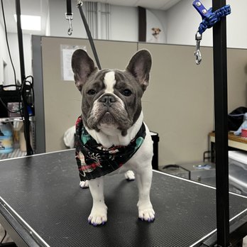 Exclusively Dogs KC - Pet Groomers Near Me - Grain Valley, Missouri Exclusively Dogs KC - Pet Groomers Near Me - Grain Valley, Missouri