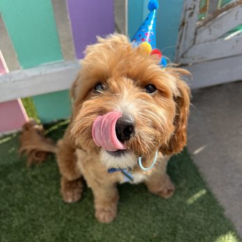 Down To Earth Dogs - Pet Training Near Me Down To Earth Dogs - Pet Training Near Me