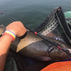 Yuba City Bait and Tackle - 29" wild Steelhead