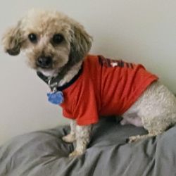 Dee's Grooming Gallery - Walter Brinkman, my little man! My angel!