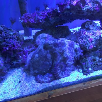 Marine Science Center - Aquariums Near Me - Ponce Inlet, Florida Marine Science Center - Aquariums Near Me - Ponce Inlet, Florida
