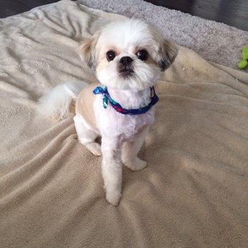 Paws Up Pet Salon - Pet Groomers Near Me - Pompano Beach, Florida