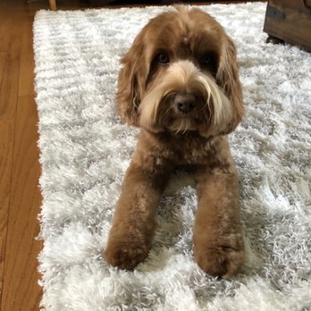 The UpScale Tail Pet Grooming - Naperville - Pet Groomers Near Me - Naperville, Illinois
