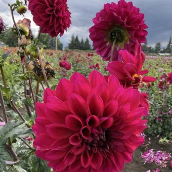 Swan Island Dahlias - Nurseries & Gardening Near Me - Canby, Oregon Swan Island Dahlias - Nurseries & Gardening Near Me - Canby, Oregon