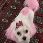 Photo of Woofington's Spa and Boutique