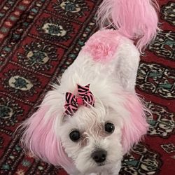 Woofington's Spa and Boutique - Charlie 3.4 lb MaltiPoo