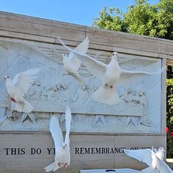 Divine Doves of SugarLand Farm