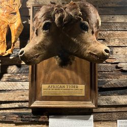 Graveface Museum - Two headed calf