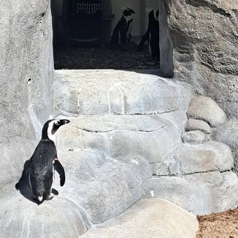 Denver Zoo - Zoos Near Me - Denver, Colorado