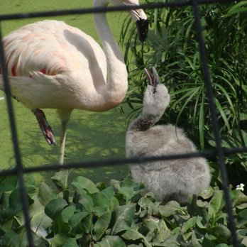 Phoenix Zoo - Zoos Near Me - Phoenix, Arizona Phoenix Zoo - Zoos Near Me - Phoenix, Arizona