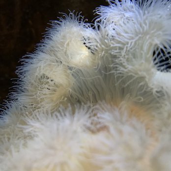 Seattle Aquarium - Aquariums Near Me - Seattle, Washington Seattle Aquarium - Aquariums Near Me - Seattle, Washington