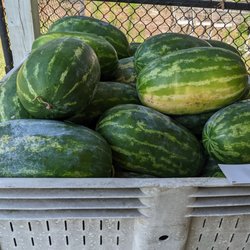 Camden Tomato House - HUGE watermelons!