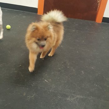 Paw Lofts - Text updates from Paw Lofts. - Pet Groomers Near Me - Dallas, Texas Paw Lofts - Text updates from Paw Lofts. - Pet Groomers Near Me - Dallas, Texas