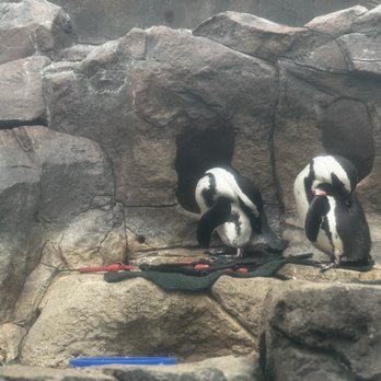 Como Park Zoo and Conservatory - Penguins - Zoos Near Me - Saint Paul, Minnesota Como Park Zoo and Conservatory - Penguins - Zoos Near Me - Saint Paul, Minnesota