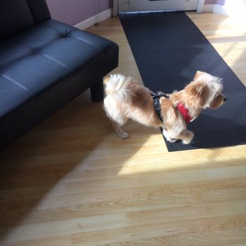 Doggy Dog Grooming - Max, the Carefully Groomed Dog. After Photo. - Pet Groomers Near Me - Richmond, California Doggy Dog Grooming - Max, the Carefully Groomed Dog. After Photo. - Pet Groomers Near Me - Richmond, California