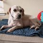 The Dog Lounge
