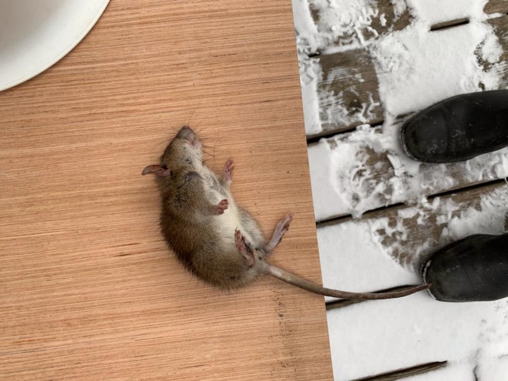 ULTIMATE PEST SOLUTIONS Updated August 2024 Request a Quote 81