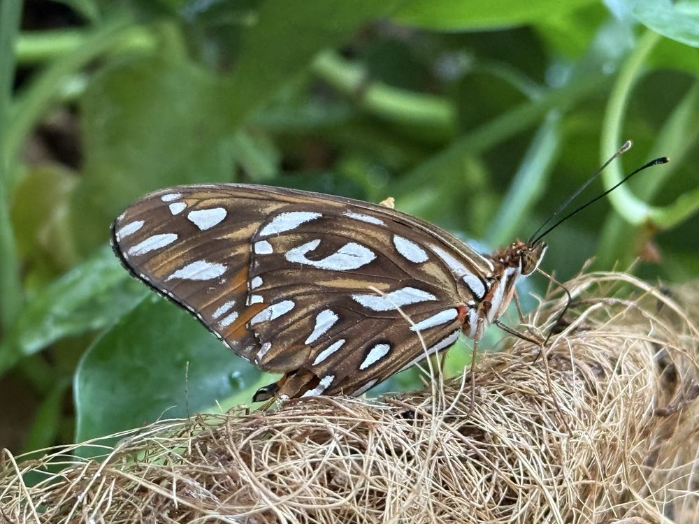 Franklin Park Conservatory & Botanical Gardens