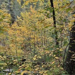 Bushkill Falls