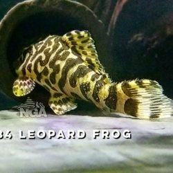 Next Gen Aquatics - Best L134 Leopard Frogs Wild Caught come into Next Gen Aquatics!