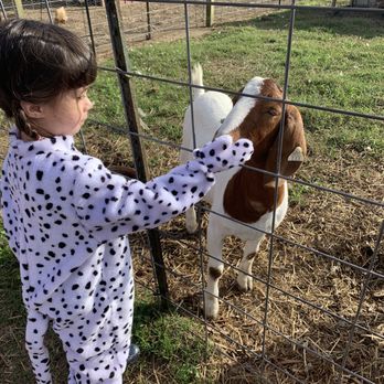 Mount Pleasant Farms - Friendly goat - Farmers Market Near Me - Chesapeake, Virginia