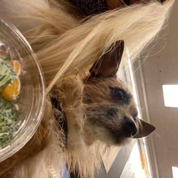 Ralphs - Yummy Broccoli salad and my chihuahua!!! W'hoo!! - Grocery Near Me - Los Angeles, California Ralphs - Yummy Broccoli salad and my chihuahua!!! W'hoo!! - Grocery Near Me - Los Angeles, California