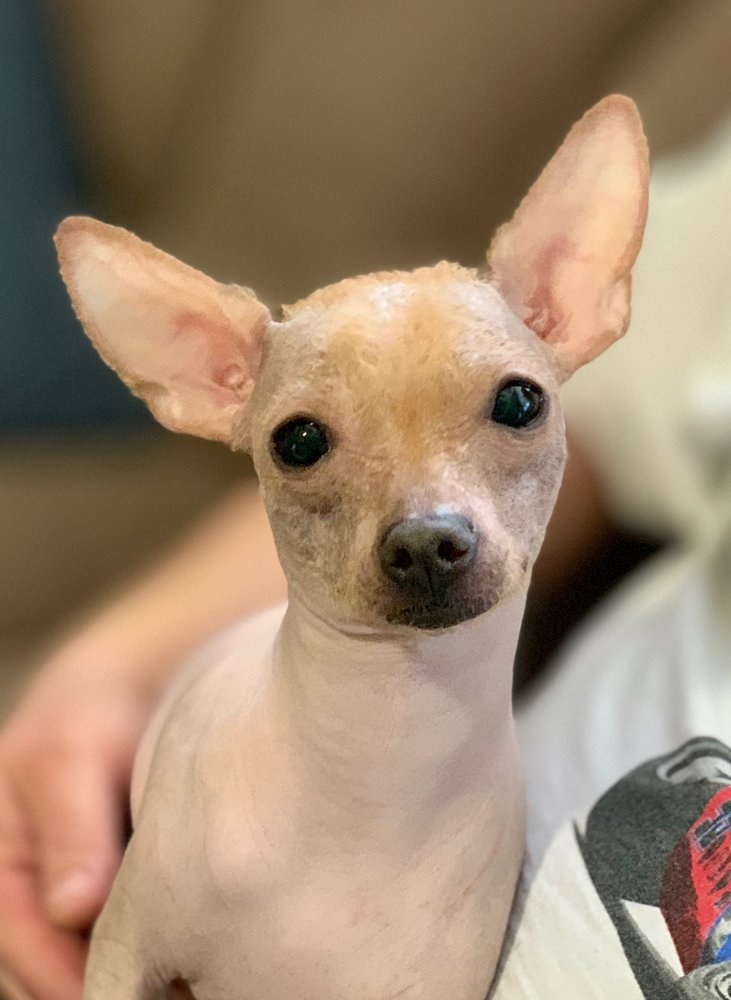 GRIM AND PALS PET SERVICES Pet Boarding Smyrna, TN Phone Number