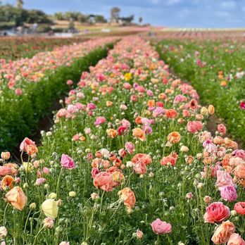 The Flower Fields - Venues & Event Spaces Near Me - Carlsbad, California The Flower Fields - Venues & Event Spaces Near Me - Carlsbad, California
