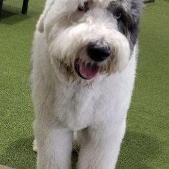 The Bone Adventure - Pet Groomers Near Me - Costa Mesa, California