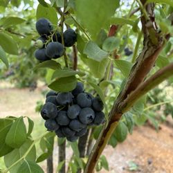 Pixie blueberries