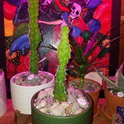 Southwest Cactus