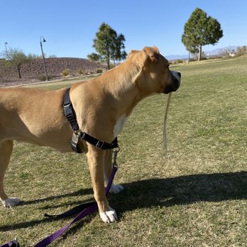 Spring Valley Community Park - Pups - Dog Parks Near Me - Las Vegas, Nevada Spring Valley Community Park - Pups - Dog Parks Near Me - Las Vegas, Nevada