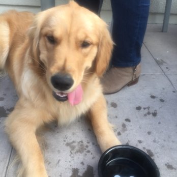 Danville Brewing - It's outdoor dog friendly - Breweries Near Me - Danville, California Danville Brewing - It's outdoor dog friendly - Breweries Near Me - Danville, California