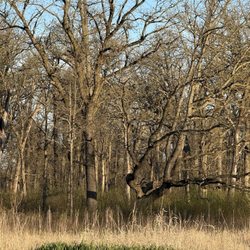 Prairie Wolf