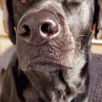 LBD Pet Care - "You said cookies, so I'm waiting!" - Pet Sitting Near Me - Arlington, Virginia LBD Pet Care - "You said cookies, so I'm waiting!" - Pet Sitting Near Me - Arlington, Virginia