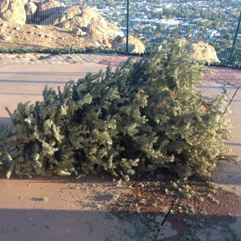 Lowe's Home Improvement - Dead tree from Lowe's. Don't buy your tree from Lowe's. - Hardware Stores Near Me - Santee, California Lowe's Home Improvement - Dead tree from Lowe's. Don't buy your tree from Lowe's. - Hardware Stores Near Me - Santee, California