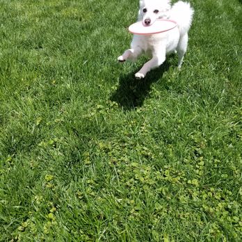 Pawesome Playdates - Zeus having a blast with the Frisbee on a nice sunny day! - Dog Walkers Near Me - Chesapeake, Virginia