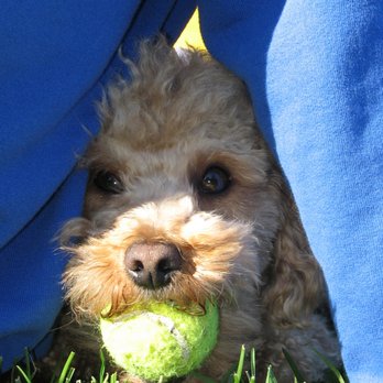 Sweet Misery Poodles - Pet Stores Near Me